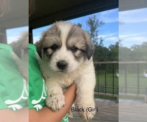 Great Pyrenees Puppy for sale in LAWSON, MO, USA