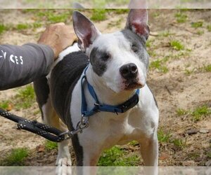 American Staffordshire Terrier-Unknown Mix Dogs for adoption in Tallahassee, FL, USA