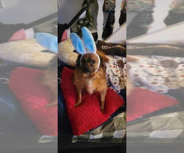 Medium Photo #10 Colonial Cocker Spaniel-Unknown Mix Puppy For Sale in Doylestown, PA, USA