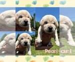 Puppy Pearl Labrador Retriever