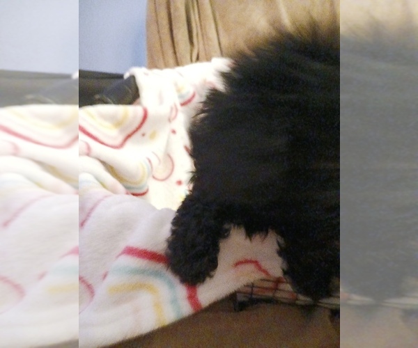Medium Photo #10 Poodle (Toy) Puppy For Sale in SAVANNAH, GA, USA