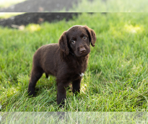 Labradoodle Puppy for sale in SHIPSHEWANA, IN, USA