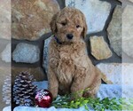 Small Photo #1 Goldendoodle-Poodle (Standard) Mix Puppy For Sale in KINZERS, PA, USA