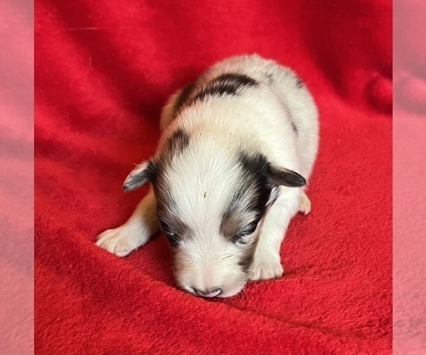 Medium Photo #4 Shel-Aussie Puppy For Sale in FORT MORGAN, CO, USA