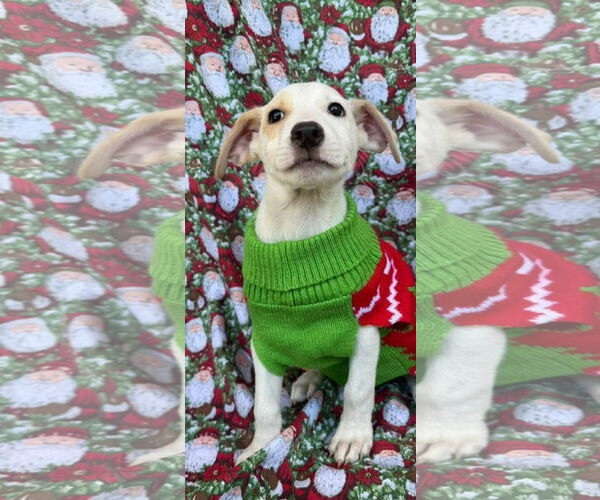 Medium Photo #2 Labrador Retriever-Unknown Mix Puppy For Sale in NYC, NY, USA