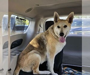 Mutt Dogs for adoption in Germantown, OH, USA