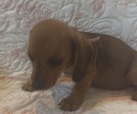 Small Photo #14 Dachshund Puppy For Sale in WILEY, CO, USA