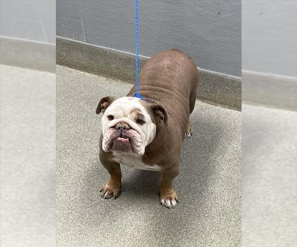 Medium Photo #1 Bulldog-Unknown Mix Puppy For Sale in Las Vegas, NV, USA