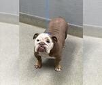 Small Bulldog Mix