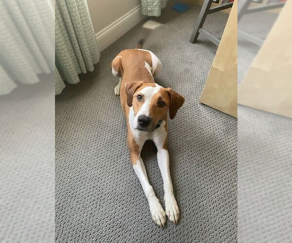 Medium Photo #2 Coonhound-Unknown Mix Puppy For Sale in Thomasville, NC, USA