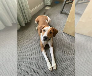 Nikko COURTESY LISTING - Male Coonhound-Unknown Mix Dog for Adoption - Photo #2