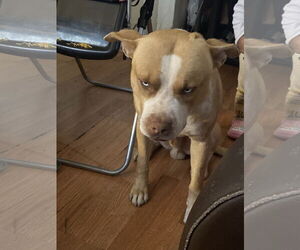 American Pit Bull Terrier Dogs for adoption in Woodland, CA, USA