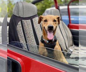 Italian Greyhound-Unknown Mix Dogs for adoption in St. Augustine, FL, USA