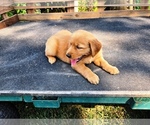 Small #3 Golden Retriever