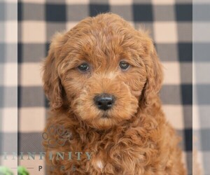 Goldendoodle (Miniature) Puppy for sale in DORNSIFE, PA, USA