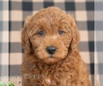 Small Goldendoodle (Miniature)