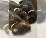 Small Photo #14 Doberman Pinscher Puppy For Sale in MACOMB TOWNSHIP, MI, USA