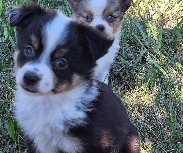 Medium Photo #2 Miniature Australian Shepherd Puppy For Sale in FAIRVIEW, SD, USA