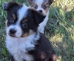 Small #1 Miniature Australian Shepherd