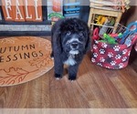Small Photo #2 Bernedoodle Puppy For Sale in COLORADO SPRINGS, CO, USA
