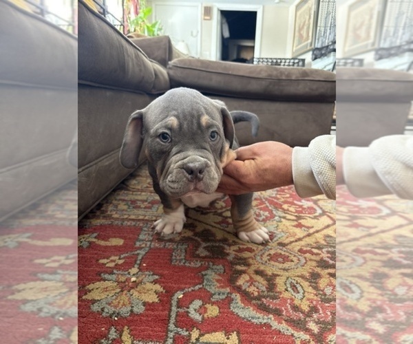 Medium Photo #1 American Bulldog Puppy For Sale in WINDSOR, CT, USA