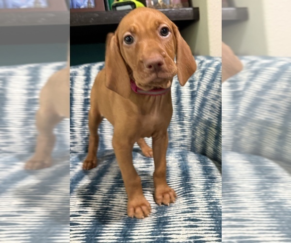 Medium Photo #3 Vizsla Puppy For Sale in CROWLEY, TX, USA