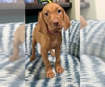 Small #2 Vizsla