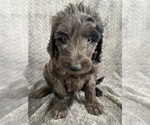 Puppy Lily Goldendoodle