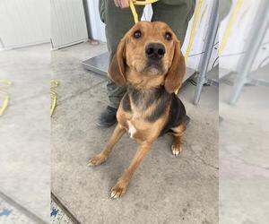 Treeing Walker Coonhound Dogs for adoption in Bakersfield, CA, USA