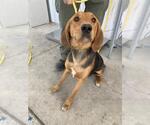 Small Treeing Walker Coonhound