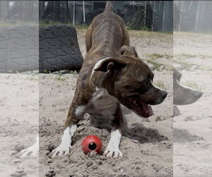 Mutt Dogs for adoption in Sanford, FL, USA
