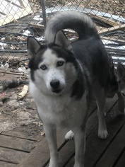 Father of the Siberian Husky puppies born on 09/25/2018