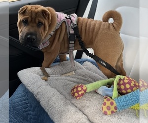 Mother of the Chinese Shar-Pei puppies born on 10/31/2025
