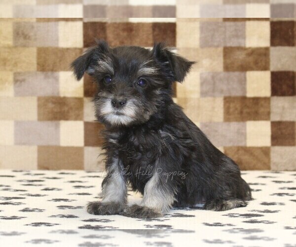 Medium Photo #1 Schnauzer (Miniature) Puppy For Sale in DENVER, PA, USA