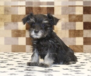Schnauzer (Miniature) Puppy for sale in DENVER, PA, USA