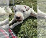 Small Photo #1 Dogo Argentino Puppy For Sale in CAPE CORAL, FL, USA