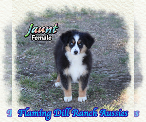 Miniature Australian Shepherd Puppy for sale in FORESTBURG, TX, USA