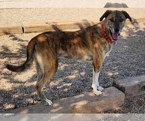 Catahoula Leopard Dog-Great Pyrenees Mix Dogs for adoption in Clinton, OK, USA