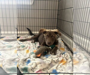 Billy Madison - Male Australian Kelpie-Labrador Retriever Mix Dog for Adoption - Photo #2