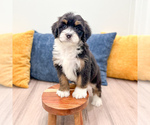 Small #4 Bernedoodle (Miniature)