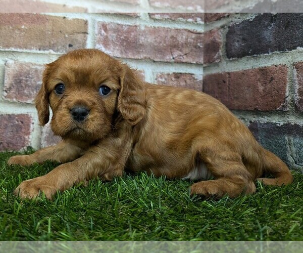 Medium Photo #3 Cavalier King Charles Spaniel Puppy For Sale in MOBERLY, MO, USA