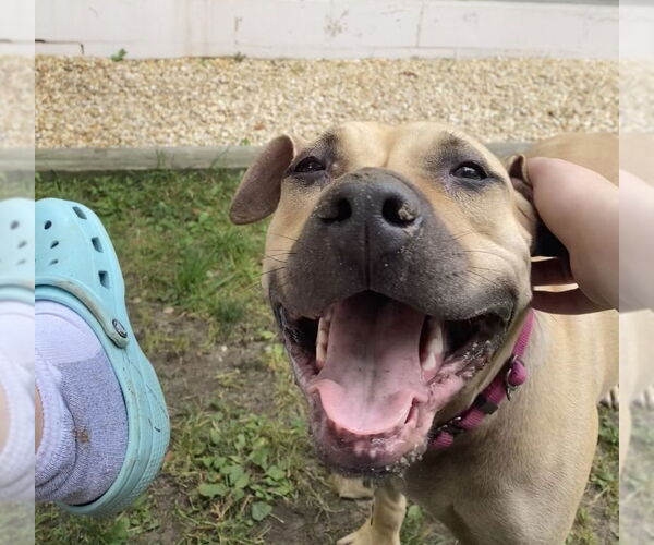 Medium Photo #9 American Staffordshire Terrier-Unknown Mix Puppy For Sale in Spring Lake, NJ, USA