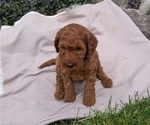 Small Photo #41 Irish Doodle Puppy For Sale in GOSHEN, IN, USA