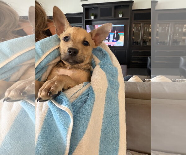 Medium Photo #3 Basenji-Labrador Retriever Mix Puppy For Sale in Phoenix, AZ, USA