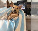 Small #2 Basenji-Labrador Retriever Mix
