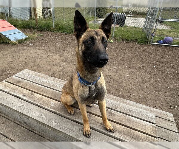 Medium Photo #1 Mutt Puppy For Sale in McKinleyville, CA, USA