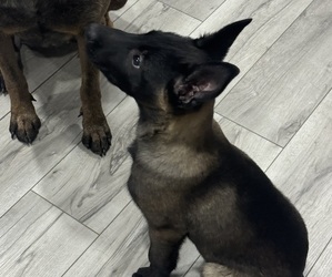 Belgian Malinois Litter for sale in FRENCH LICK, IN, USA