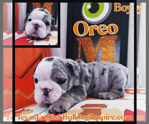 Bulldog Puppy for sale in CYPRESS, TX, USA