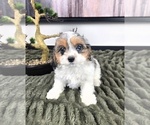 Small #2 Cavapoo (Standard)