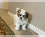 Small #3 Shih-Poo
